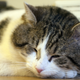 Illustration for article titled Larry the Cat Gets to Stay at 10 Downing Street